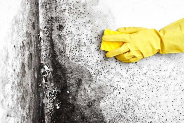 Best Mold Prevention Services  in Park River, ND